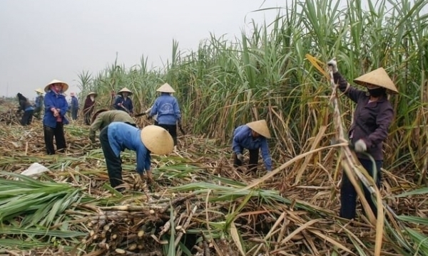 Recover position for sugarcane: 'Capital' of sugarcane struggles to regain the golden age